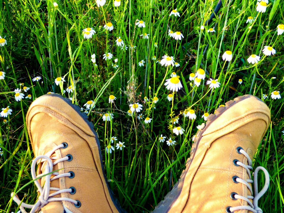 Meadow flower grass nature