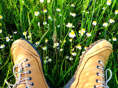 Meadow flower grass nature photo