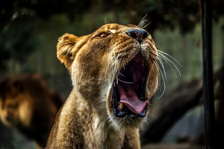 Roar roaring outdoors photo