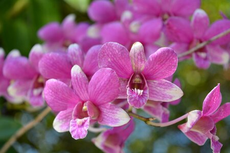 Profusion pink tree spring