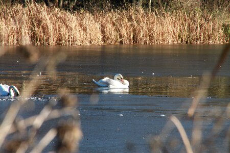 Nature bird swans