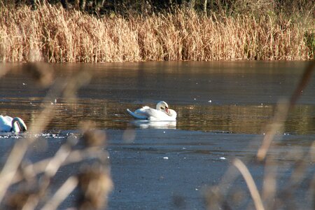 Nature bird swans photo