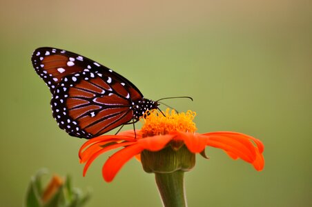 Orange insects peaceful photo