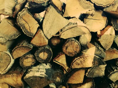 Firewood nature tree photo