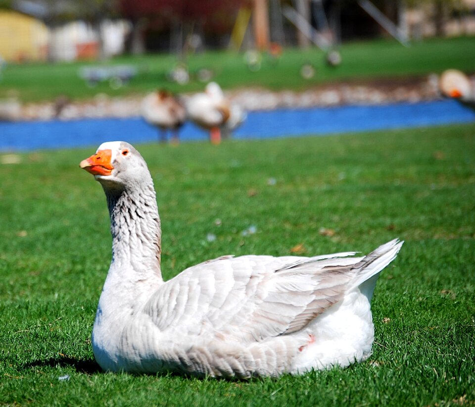 Animal bird wildlife