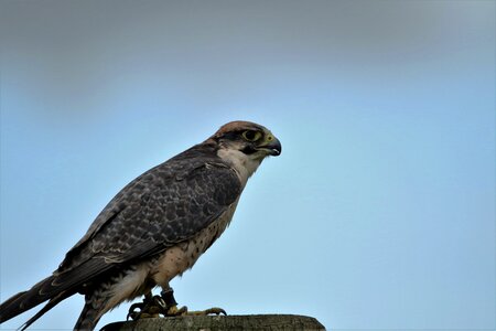 Prey lanner nature