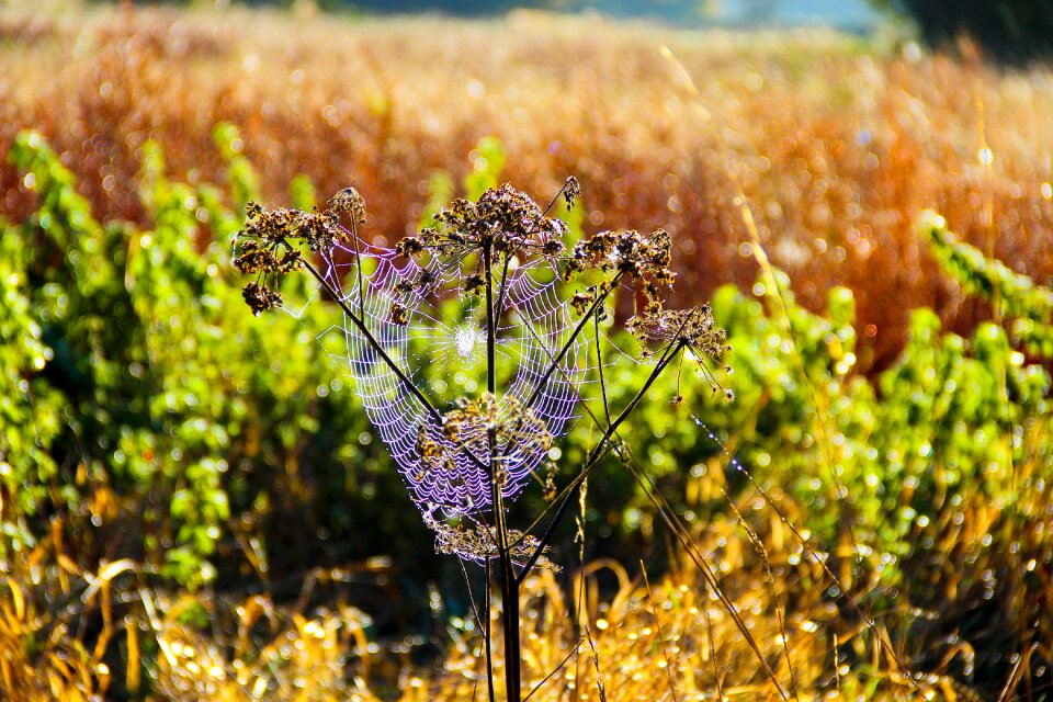 Insect fields sunshine