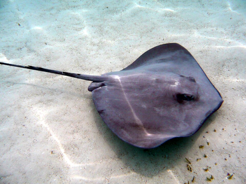 Dive underwater lagoon