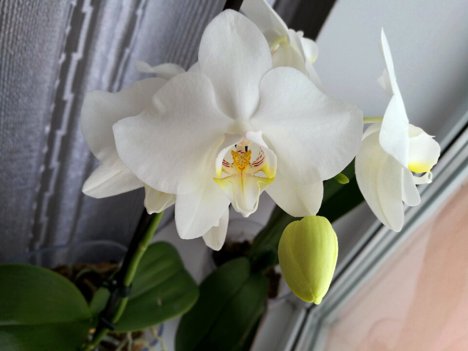Plant tropical plants beautiful flower