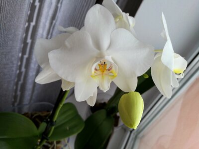 Plant tropical plants beautiful flower