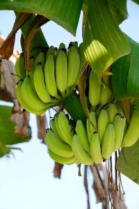 Fruit stalk banana tree photo