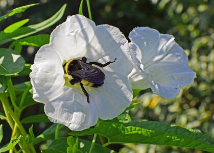 Animal wildflower flower