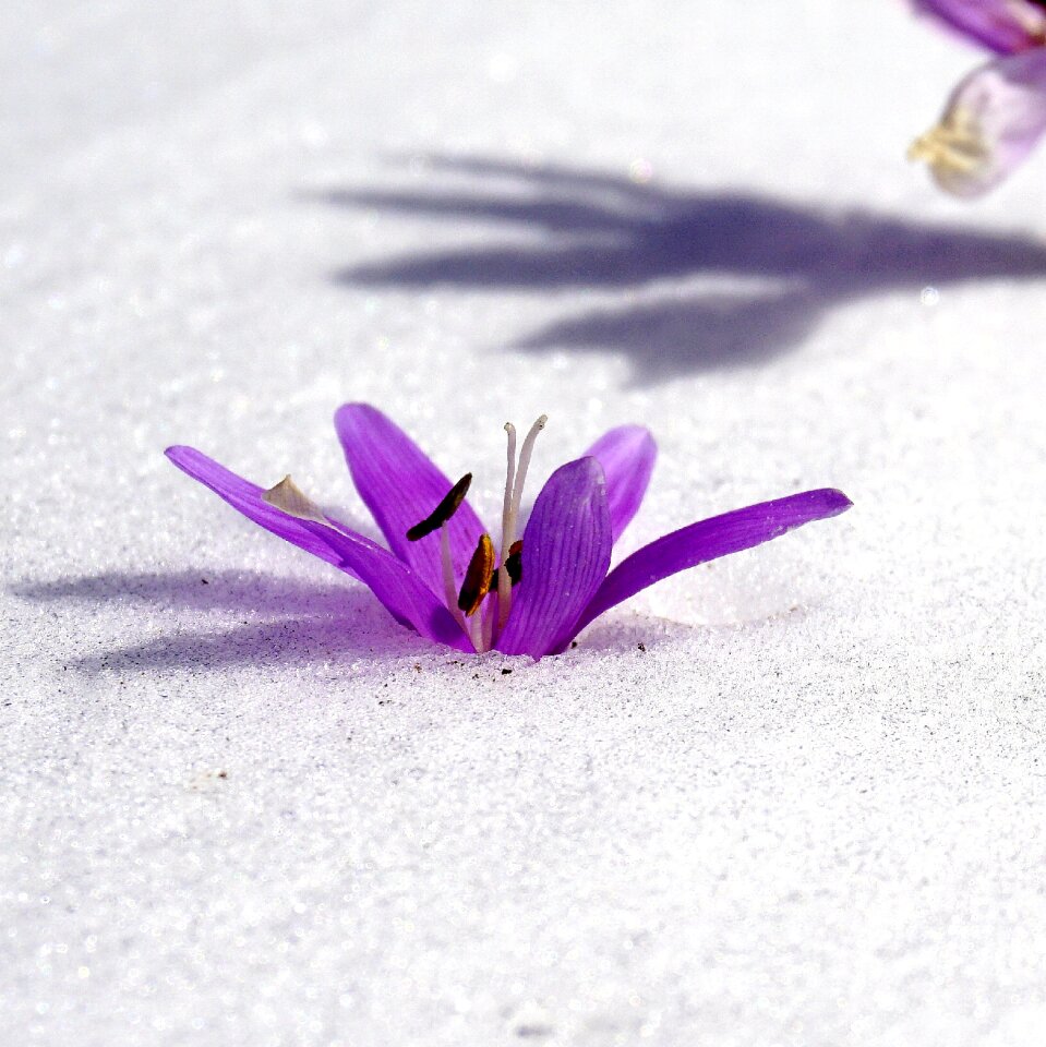 Botany flowering nature