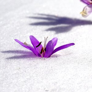 Botany flowering nature