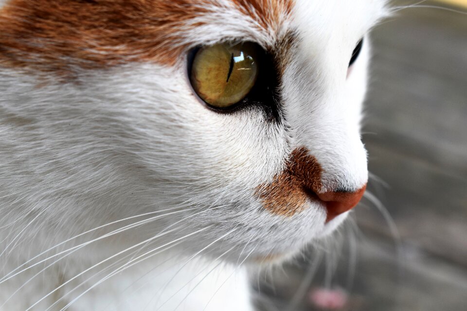 Pet cat's eyes domestic cat