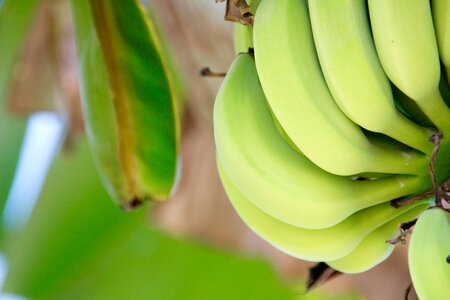 Fruit stalk banana tree photo