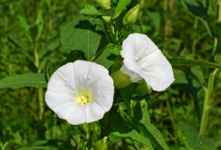 Blossom vine plant