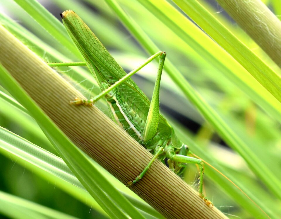 Close up nature plant