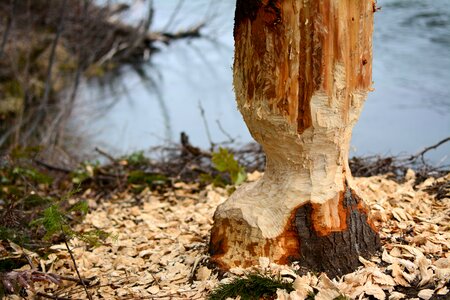 Gnawed trunk forest