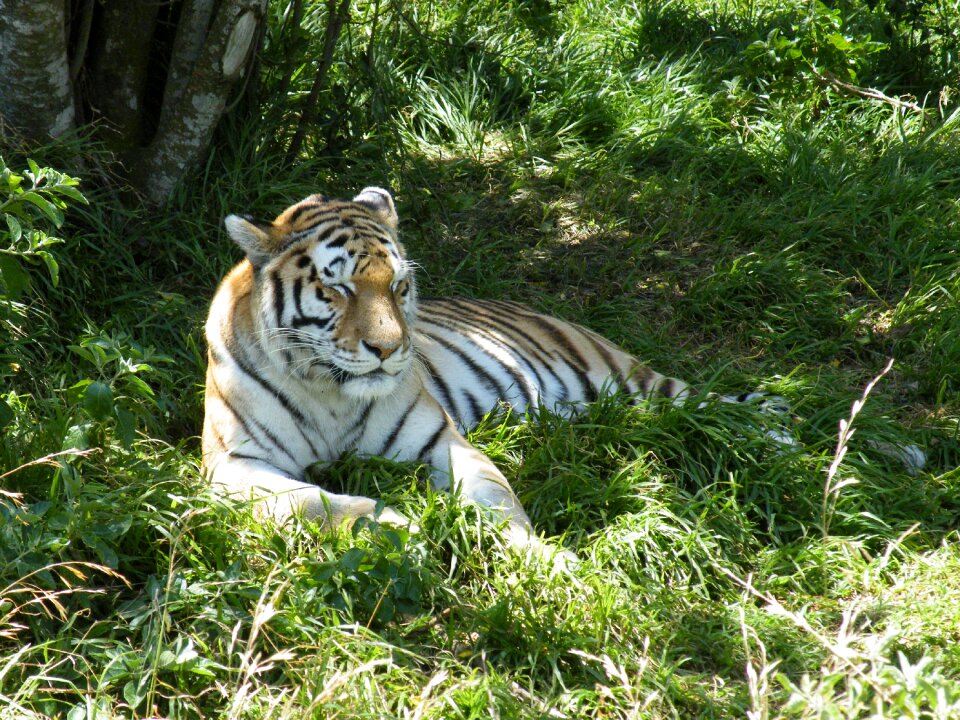 Cat wildlife nature