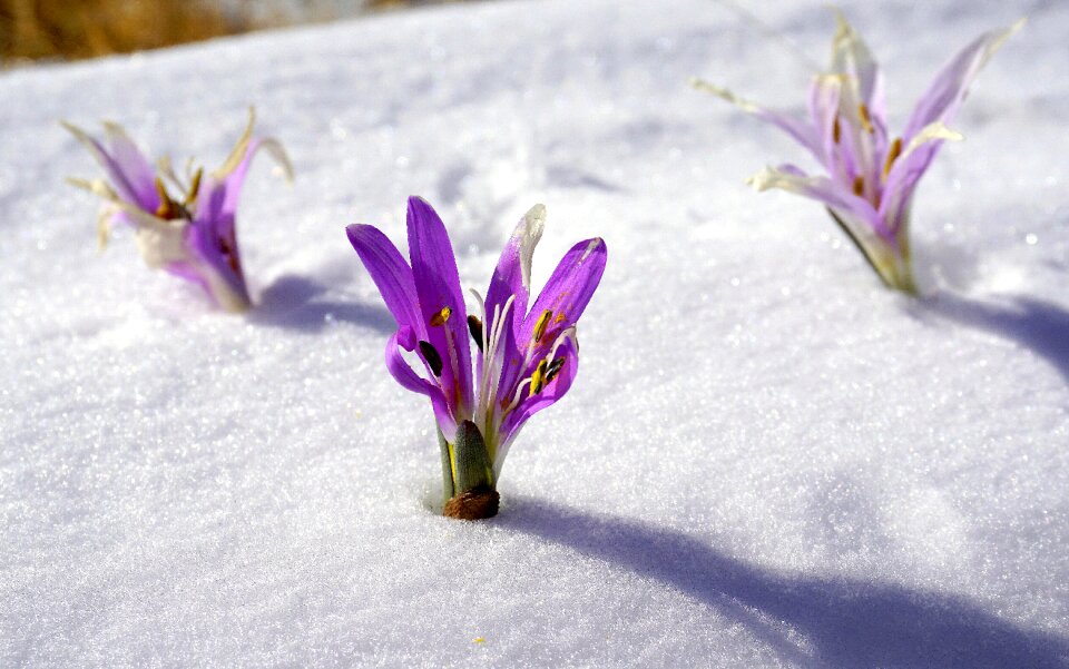 Botany flowering nature