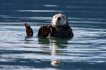 Water marine fur