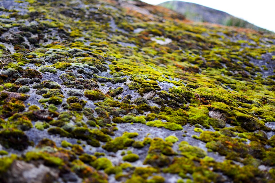 Nature outdoor environment