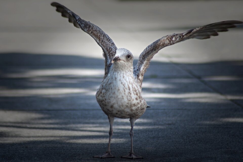 Wing animal nature