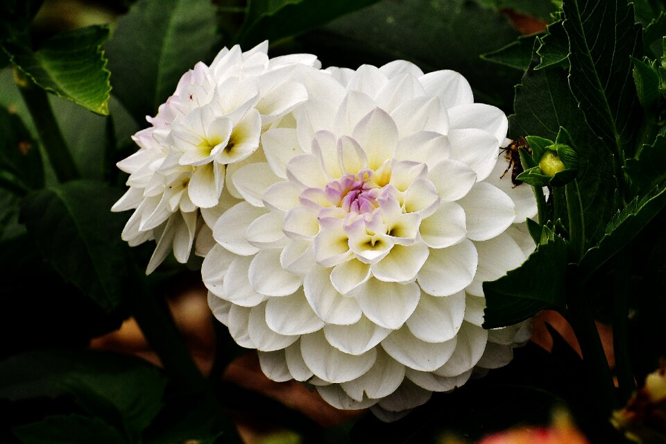 Asteraceae flower garden ornamental flower