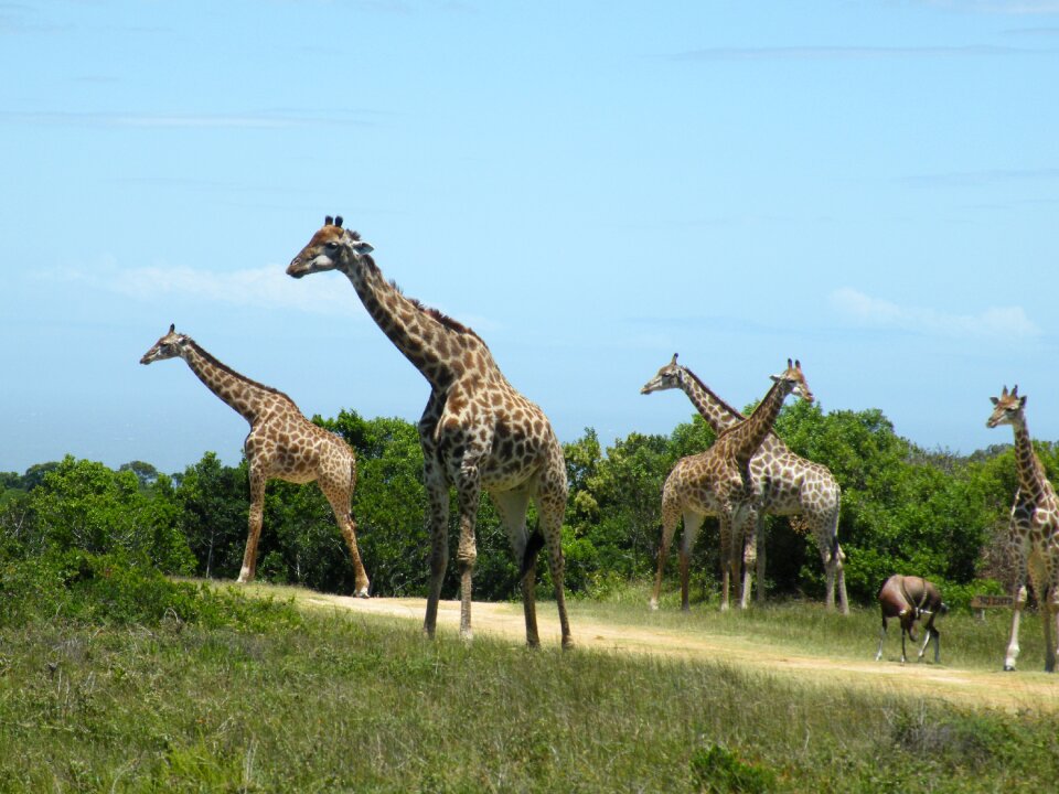 Mammal nature africa