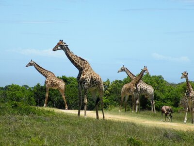 Mammal nature africa