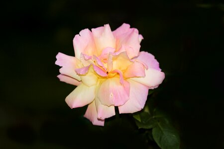 Roses flower queen of flowers