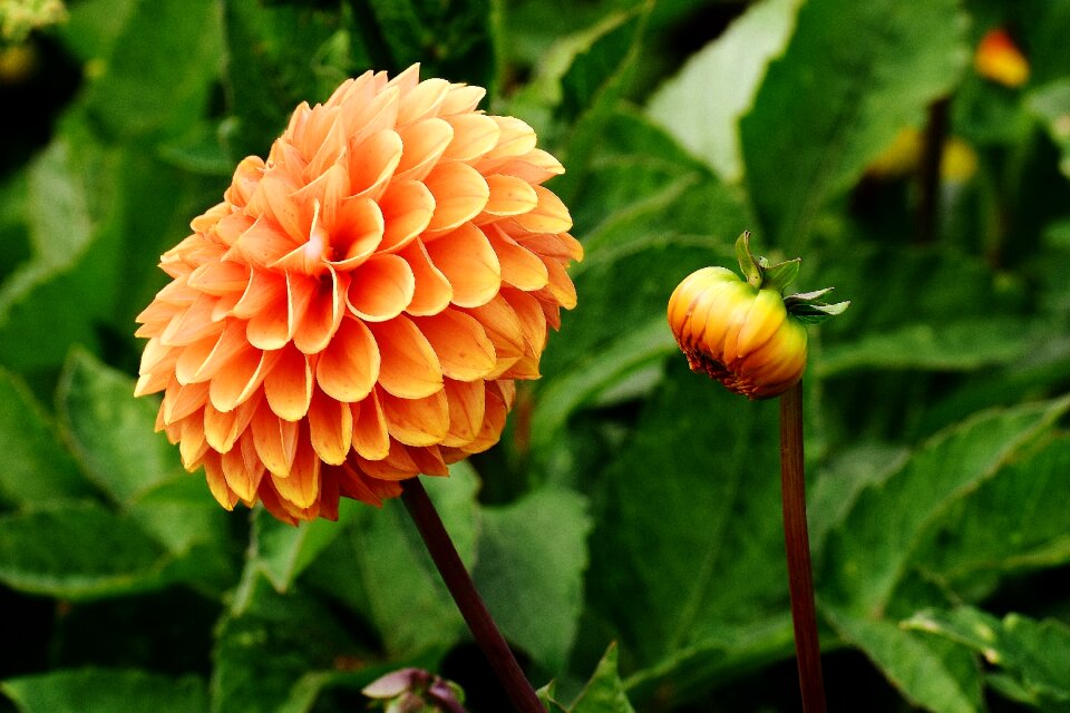 Asteraceae flower garden ornamental flower