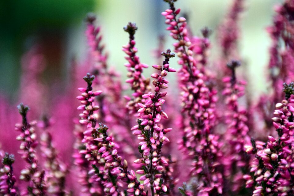 Heather nature erica