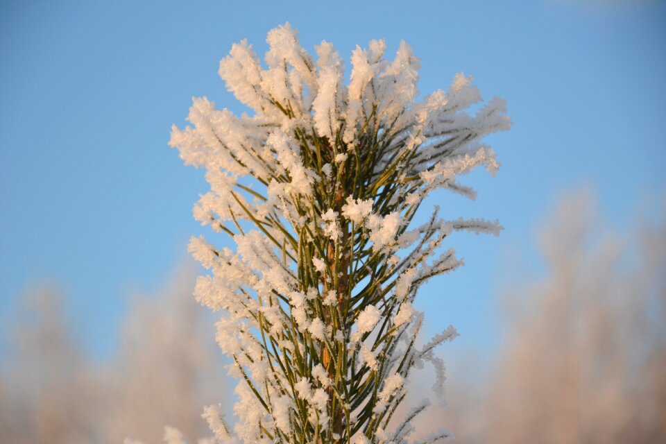 Tree winter rime photo