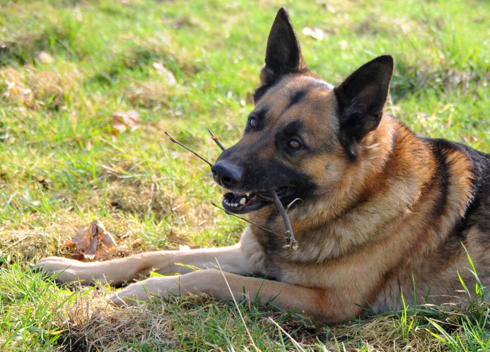 German shepherd animal branch