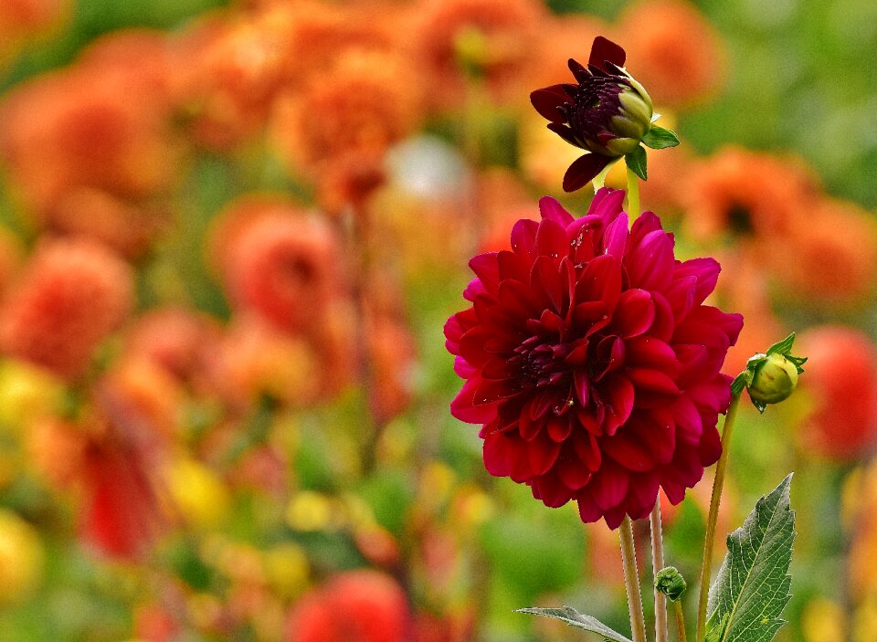 Asteraceae flower garden ornamental flower
