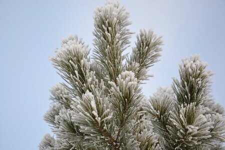 Rime winter forest tree photo