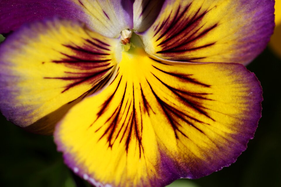 Blooming colorful macro