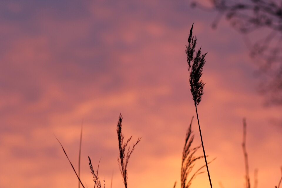 Field meadow sunset