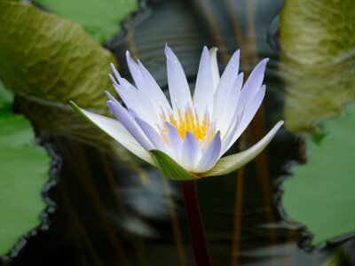 White aquatic plant nature