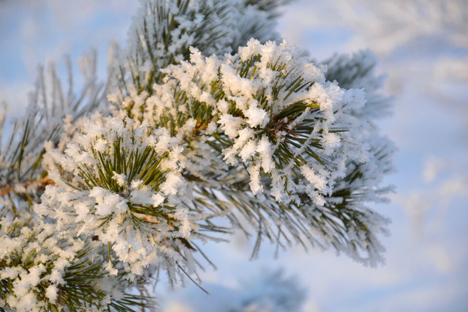 Rime forest coniferous tree
