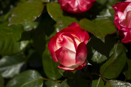 Blossom bloom garden rose photo