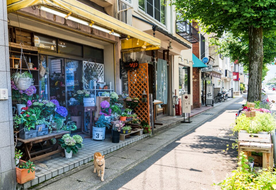Kyoto cat japanese