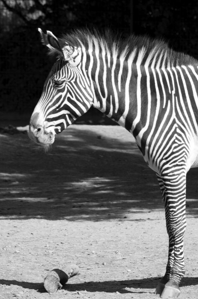 Black and white zoo zebra stripes
