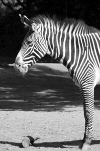 Black and white zoo zebra stripes photo