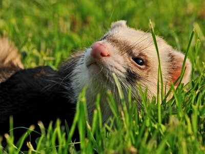 Animal grass close up