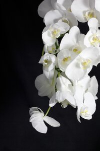 White potted plant white flower photo