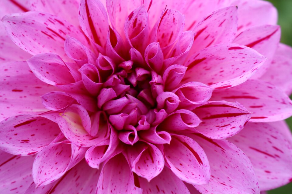 Nature summer plant