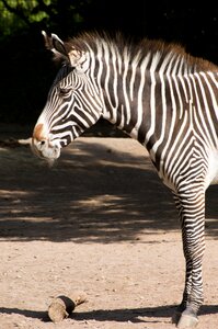 Zoo zebra stripes striped photo